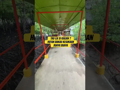 Hutan bakau #shorts
