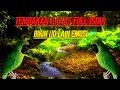 Download Lagu PANCINGAN DAN MASTERAN PALING MUJARAB BIKIN IJO LAIN EMOSI GACOR BONGKAR ISIAN MEWAH.