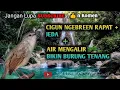 Lagu MASTERAN SUARA CIGUN + AIR MENGALIR BIKIN BURUNG TENANG CEPAT MASUK#masteranburung #burungkicau