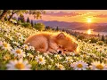 🐶 Sleeping Pomeranian Puppy in a Daisy Meadow 🌼💤 | Peaceful Nature & Relaxing Music