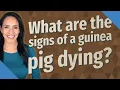 What are the signs of a guinea pig dying