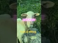 Download Lagu I am a sheep #sheep #sheepshearing