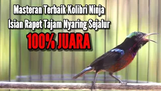 Download MASTERAN MEWAH KOLIBRI NINJA FULL TEMBAKAN ISIAN RAPET NYARING TAJAM LAGU SEJALUR 100% NYAUT MP3