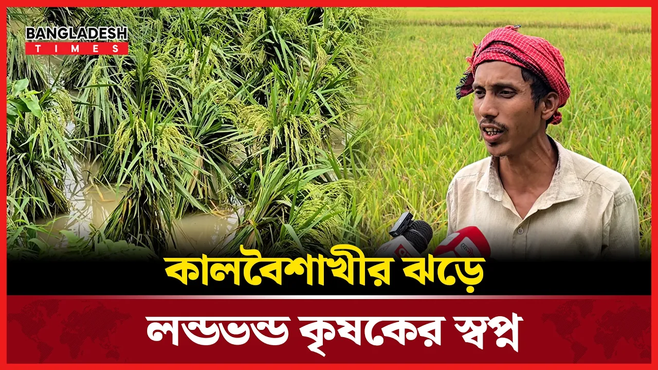 ফেনীর ফুলগাজীতে টানা বৃষ্টিতে ডুবছে বোরো ধান, দুশ্চিন্তায় হাজারো কৃষক