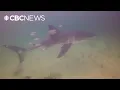 Download Lagu Divers come face to face with great white shark off Nova Scotia