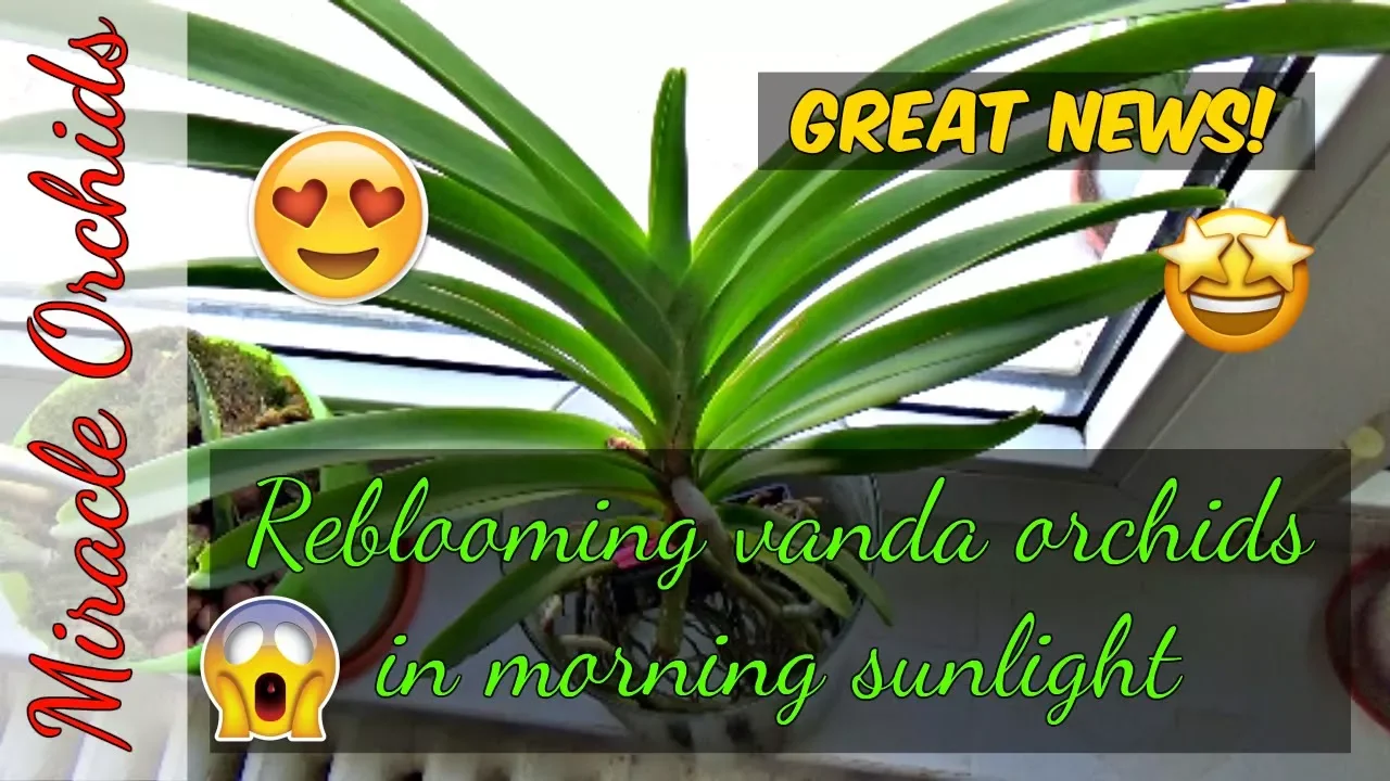 GREAT NEWS! BRAND NEW SPIKE ON MY VANDA ORCHID, IN MORINING SUNLIGHT