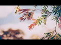 Study music – 41 mins, flying higher