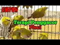 Download Lagu TERAPI PENGGACOR PLECI PALING AMPUH // AGAR PLECI BUKA PARUH || terapi pleci KOLONI #terapipleci