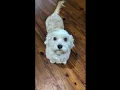 Mayari in FL - Available for Adoption from Havanese Rescue Inc