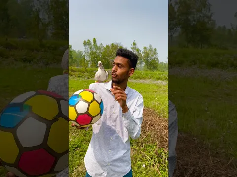 Kabuter Ne Kamaal Kr Diya 😲 #pigeon #shorts #skpigeonloft