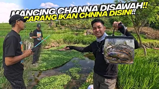MANCING IKAN CHANNA DI SPOT PERSAWAHAN!! Surganya ikan channa
