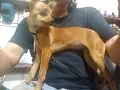 Free AKC Chihuahua From Craigslist 4K