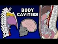 BODY CAVITIES ANATOMY - Cranial Spinal Thoracic Abdominopelvic