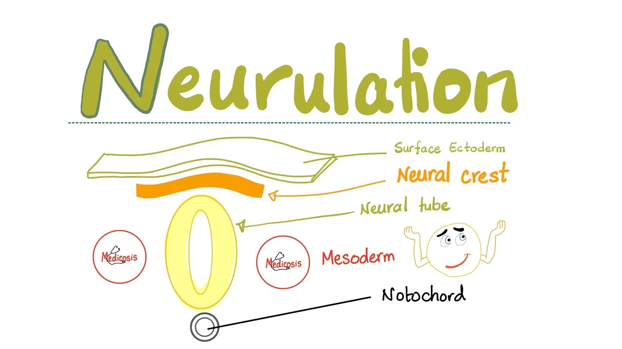 Embryology of Nervous System - Neurulation - Neural Tube & Neural Crest - Embryonic Disc Folding