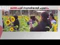 Download Lagu The sunflower bloomed irregularly; Many people came to enjoy the beauty of Kandanadu