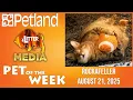 Petland-Litter Media Pet of the Week for August 21 2025 Rockafeller