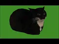 Black Cat Spinning Green Screen Spinning Maxwell Green Screen
