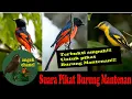 Lagu Suara Pikat Burung Mantenan
