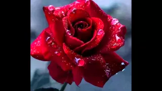                         ورده حمرا وليد حسني دندنها