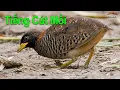 Download Lagu Tiếng Chim Cút Mồi Kêu Chuẩn Gọi Bày File MP3 Chuẩn Bẫy