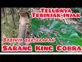 Sarang King Cobra di kira sampah!! Di injak di tendang ternyata ada telur dan baby King Cobra!! 