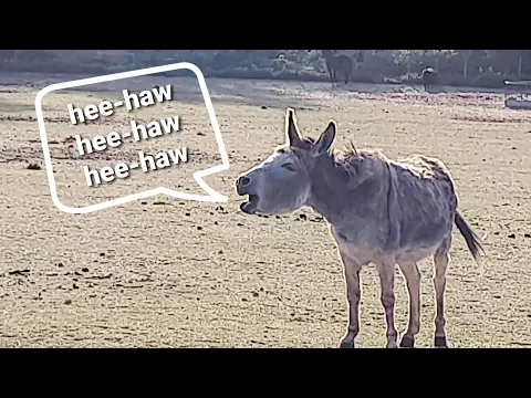 Download MP3 Animal Sounds: Donkey Bray (Hee-haw) in 4K