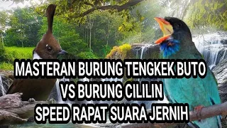 Download MASTERAN BURUNG TENGKEK BUTO VS BURUNG CILILIN.SPEED RAPAT SUARA JERNIH MP3