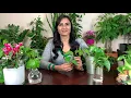 How To Propagate Pothos | Watering, Sunlight, Fertilizer, Transplant & Care Tips
