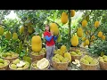 Download Lagu Harvesting Tons of Jackfruit \u0026 Vegetable Spinach ( Rau Chân Vịt ) Go To Market Sell