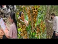 Download Lagu Vien went to the forest to pick fruit to sell. Tam and Quy stayed home to clean