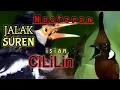 Download Lagu Masteran burung jalak suren isian cililin||cocok jg utk burung kicau lainNya,bikin burung jd juara