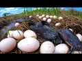 Download Lagu Best Hand Fishing - catch a lot of fish \u0026 pick duck eggs under straw at rice field by hand fisherman