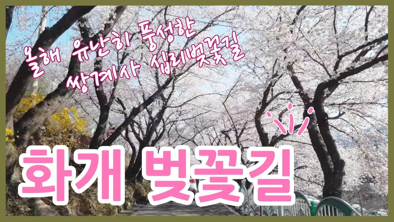 활짝 핀 벚꽃 구경하세요ㅣ화개 쌍계사 십리벚꽃길ㅣCherry blossoms in full bloom, flower tunnel サムネイル