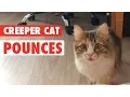 Download Lagu Kitty Cat Creeper || Cat Creeps to Camera