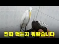 Download Lagu 진짜 먹을까?? 백로에게 황소개구리를 줘봤습니다