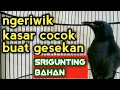 Download Lagu ngeriwik kasar cocok buat gesekan srigunting bahan