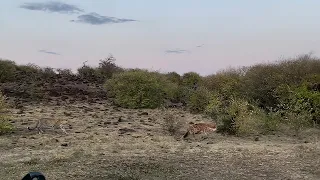 Hyena Unaware of the Leopard behind It