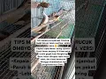 Download Lagu CARA MEMILIH BURUNG TERUCUKAN OMBYOKAN YANG JANTAN🤲 #birds #trucukan #burungtrucuk #shorts