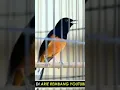 Download Lagu Murai batu Tohpati milik Om Arief Rembang. Link vidio lengkap di deskripsi. #shorts