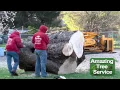 Tree Removal Service in North New Jersey
