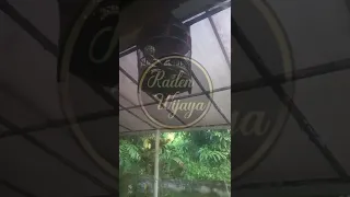suara perkutut 