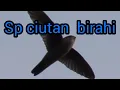 Download Lagu sp ciutan birahi