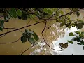 Download Lagu Jangan meremehkan BUAYA PREDATOR yang sedang tidur