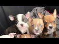Killeen employee saves abandoned puppies before the winter storm