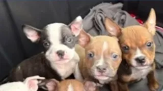 Killeen employee saves abandoned puppies before the winter storm