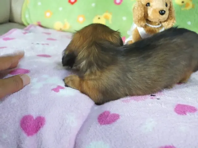 動画