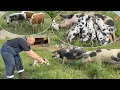 Download Lagu Świnie Złotnickie Pstre, na wolnych Wybiegach, nowatorskie podejście na BIO Farmie Kolin.