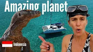 Surviving KOMODO DRAGON encounter OUR AMAZING WEEK sailing Indonesia Ep 184
