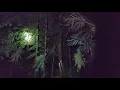 Download Lagu BERBURU TIKUS EKOR PUTIH DI MALAM HARI !! SOLO HUNTING!!