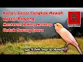Download Lagu Kenari gacor cengkok mewah ngerol panjang, masteran paling mantap untuk burung juara